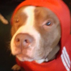 Meet your Posher, Chad